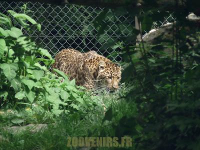 Panthère de Chine - 2012