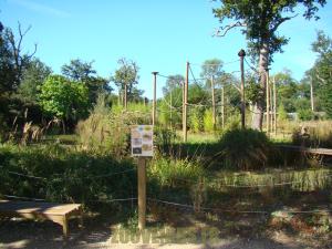 Gibbon 