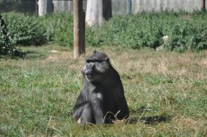 Macaque de Tonkéan