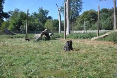 Macaque de Tonkéan - 2012