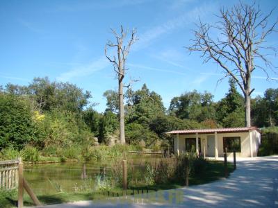 Maki catta - Maki vari - 2012