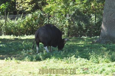 Gaur - 2012