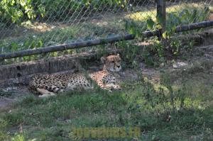 Guépard