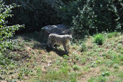 Panthère des neiges - 2012