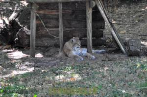 Lynx de Sibérie