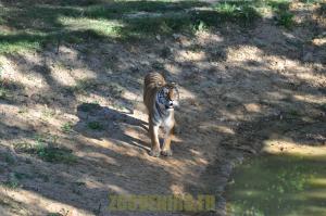 Tigre
