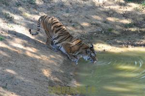 Tigre