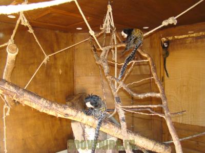 Ouistiti de Geoffroy - 2012