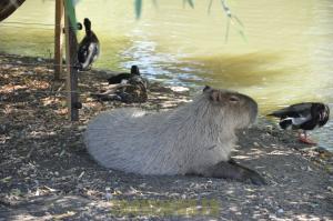 Capybara
