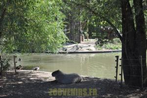 Capybara