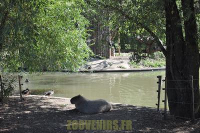 Capybara - 2012
