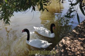 Cygne à cou noir