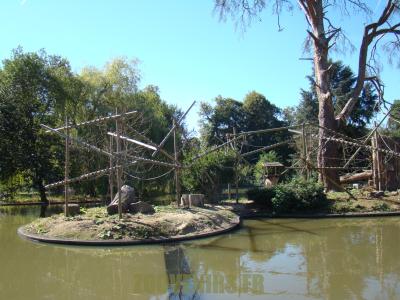 Tamarin lion à tête dorée - 2012