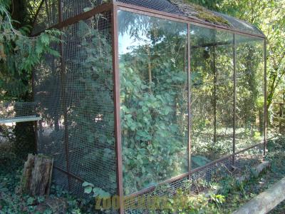 Tamarin pinché - 2012