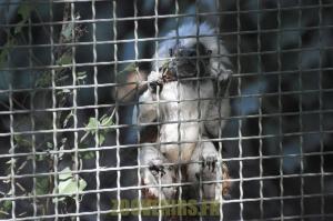 Tamarin pinché