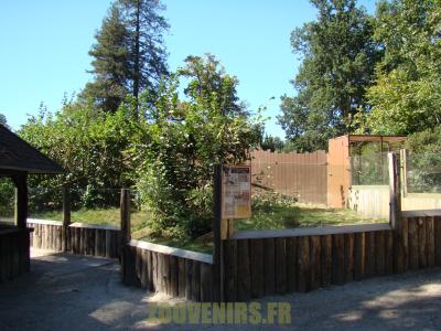 Coati à nez blanc - 2012