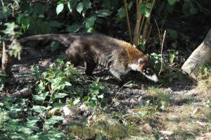 Coati à nez blanc
