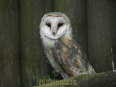 Chouette effraie - 2012