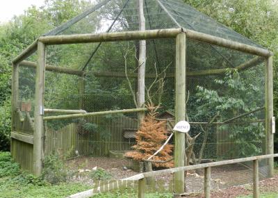 Chouette effraie - 2012