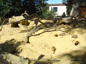 Suricate