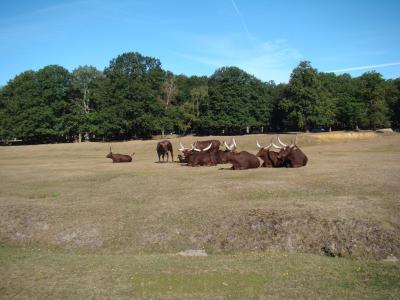 Bœuf Watussi - 2012