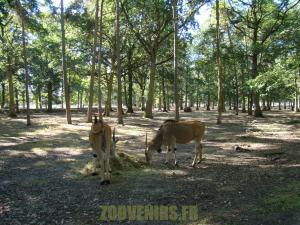 Eland du Cap