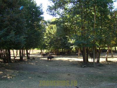 Gnou à queue blanche - 2012