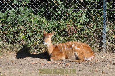 Sitatunga - 2012