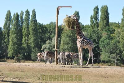 Girafe - Zébre des plaines - 2012