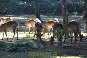 Cob de Lechwe