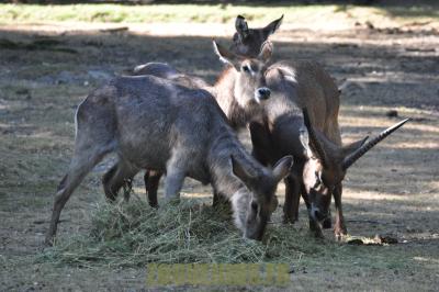 Cob à croissant - 2012
