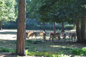 Cob de Lechwe
