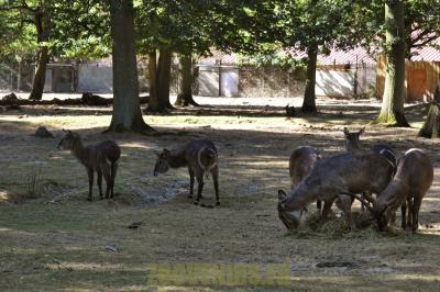 Cob à croissant - 2012