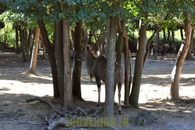 Grand koudou - 2012