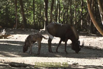 Gnou à queue blanche - 2012