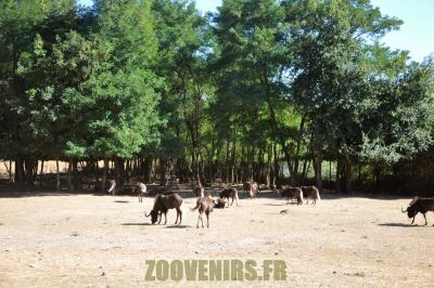 Gnou à queue blanche - 2012