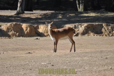 Springbok - 2012