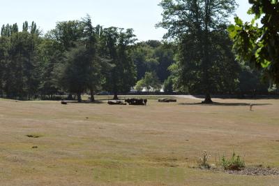 Bœuf Watussi - 2012