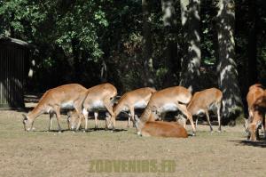 Cob de Lechwe