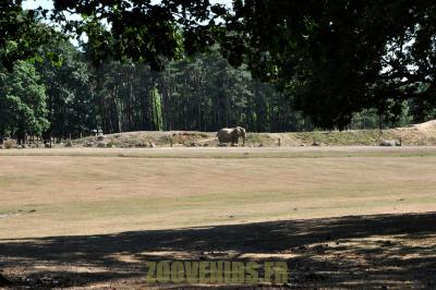 Eléphant d'Afrique - 2012