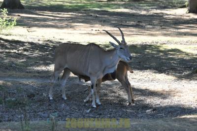Eland du Cap - 2012