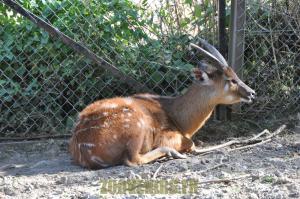Sitatunga
