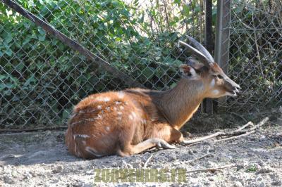 Sitatunga - 2012
