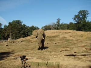 Eléphant d'Afrique