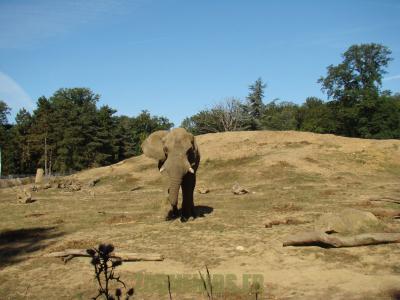 Eléphant d'Afrique - 2012