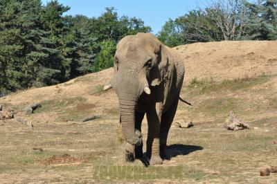 Eléphant d'Afrique - 2012