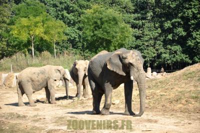 Eléphant d'Afrique - 2012