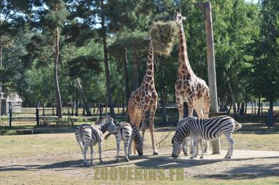 Zébre de Chapmann - Girafe - 2012