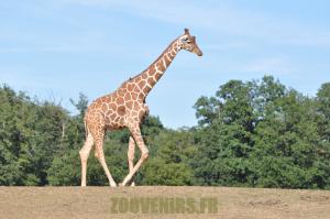 Girafe réticulée
