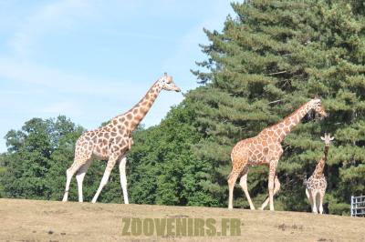 Girafe - 2012